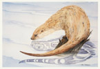 Otter